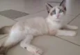 Otto