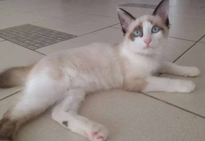 Gato ra a SRD idade 2 a 6 meses nome Otto
