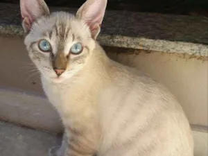 Gato raça SRD idade 2 a 6 meses nome Óreon
