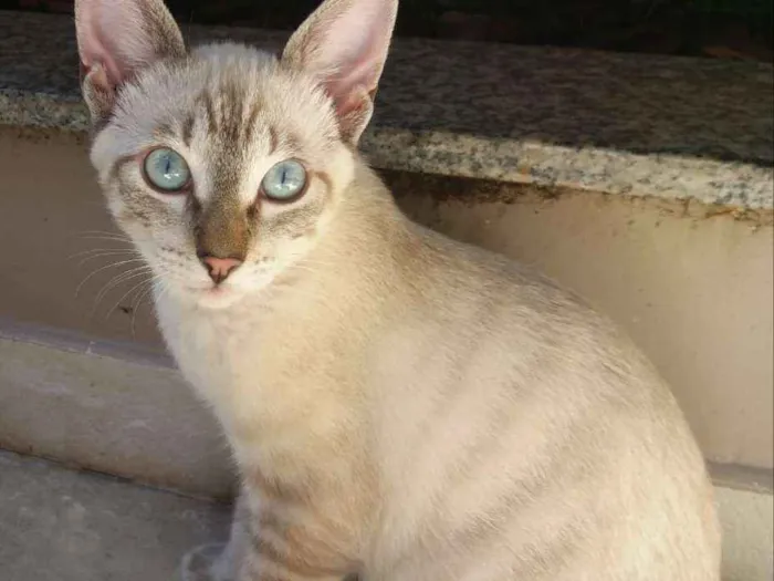 Gato ra a SRD idade 2 a 6 meses nome Óreon