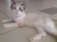 Otto