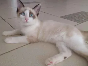 Gato raça SRD idade 2 a 6 meses nome Otto