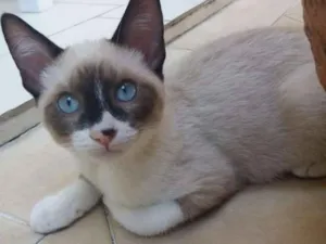 Gato raça SRD idade 2 a 6 meses nome Oliver