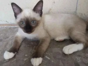 Gato raça SRD idade 2 a 6 meses nome Lion