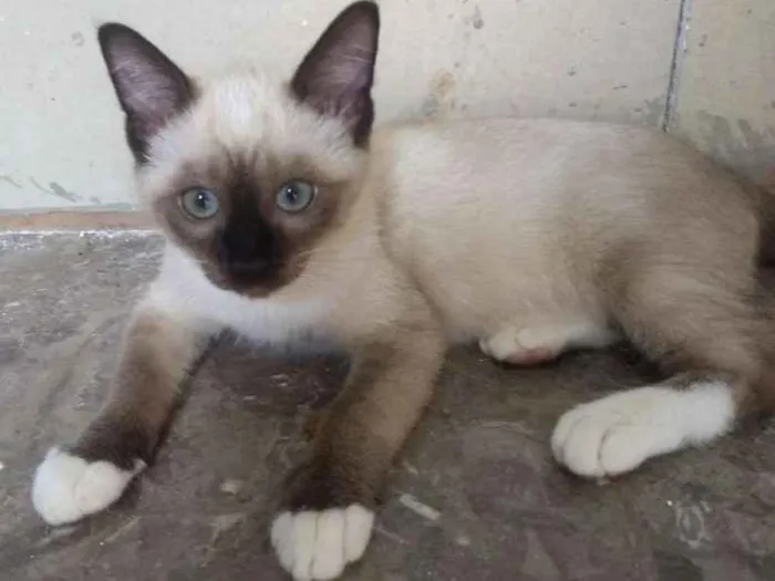 Gato ra a SRD idade 2 a 6 meses nome Lion