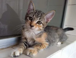 Gato raça SRD idade 2 a 6 meses nome Rubi