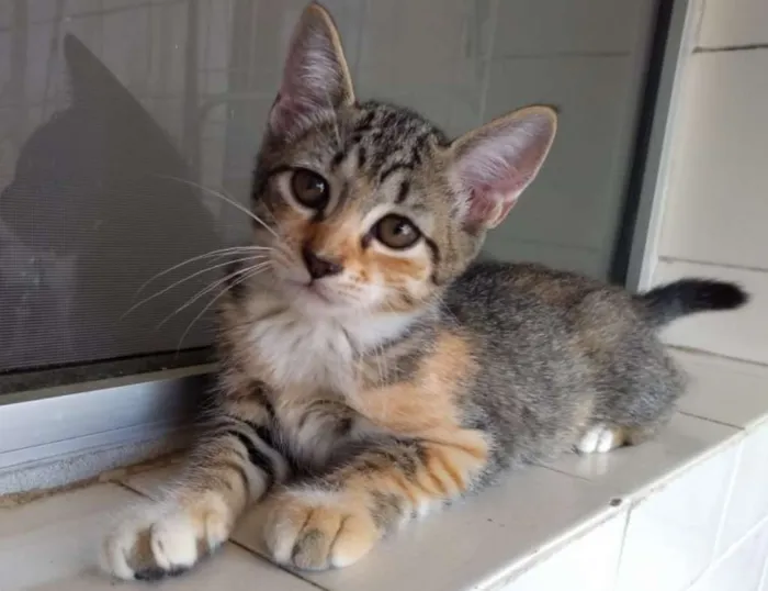 Gato ra a SRD idade 2 a 6 meses nome Rubi
