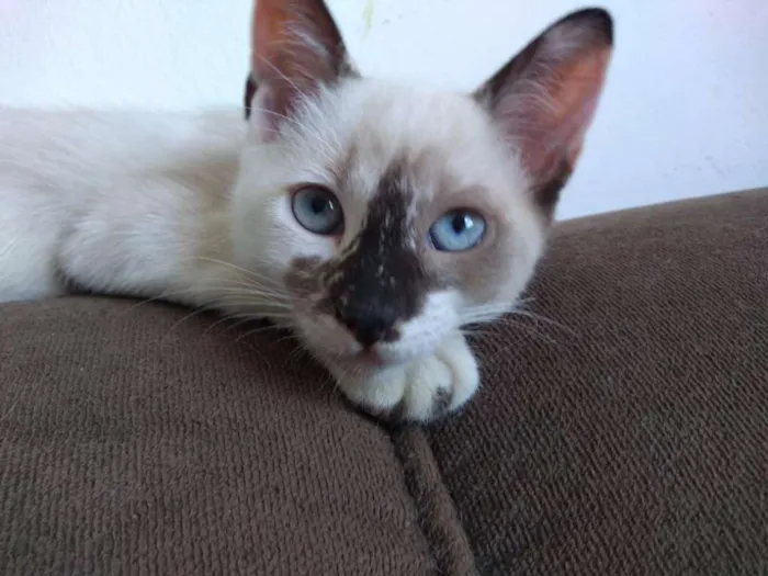 Gato ra a SRD idade 2 a 6 meses nome Afrodite