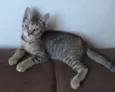 Nikita