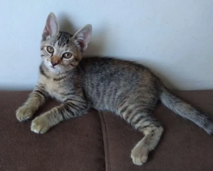 Gato ra a SRD idade Abaixo de 2 meses nome Nikita