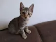 Nikita