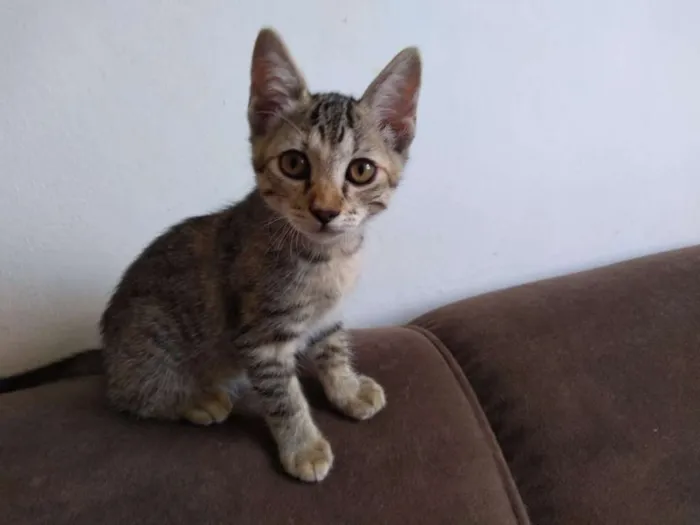 Gato ra a SRD idade Abaixo de 2 meses nome Nikita