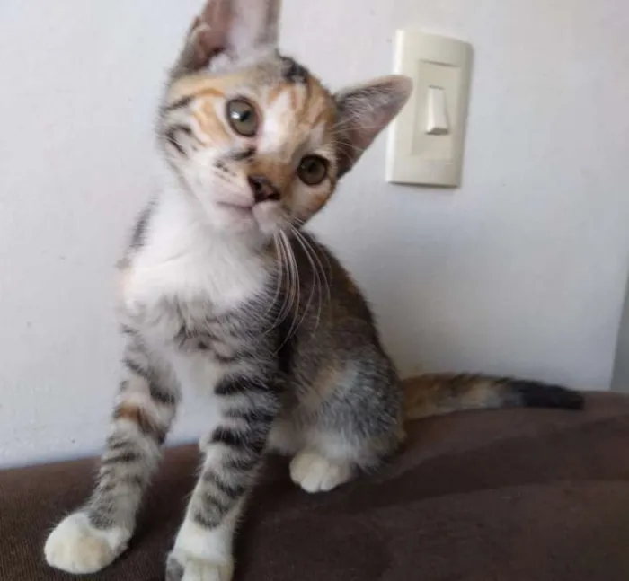 Gato ra a SRD idade 2 a 6 meses nome Ramona