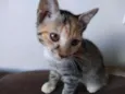 Ramona