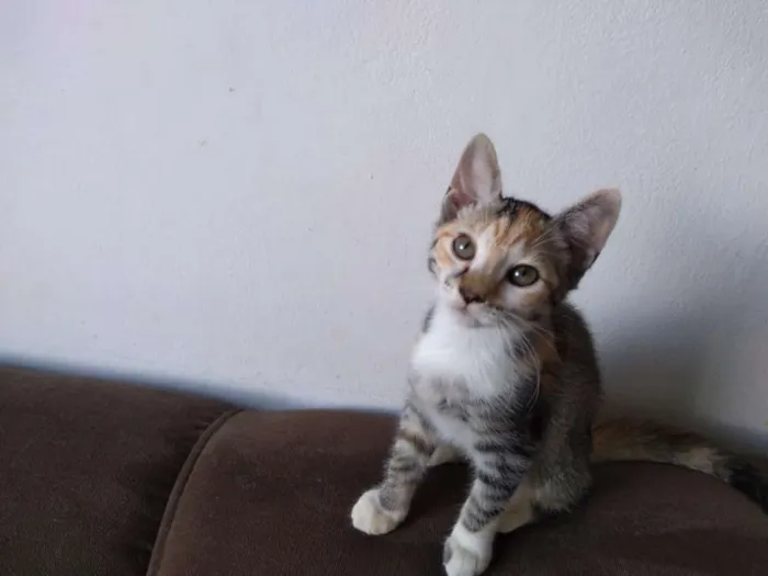 Gato ra a SRD idade 2 a 6 meses nome Ramona