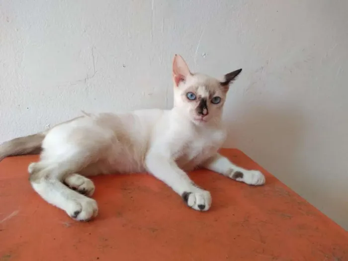 Gato ra a SRD idade 2 a 6 meses nome Maiara