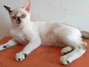 Gato raça SRD idade 2 a 6 meses nome Maiara