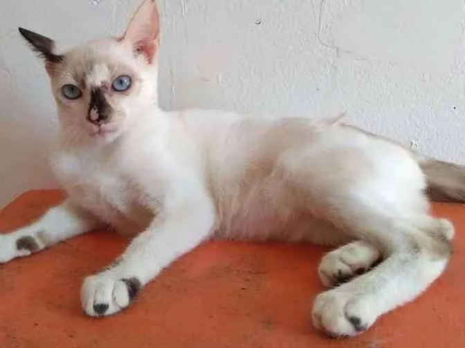 Gato ra a SRD idade 2 a 6 meses nome Maiara