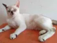 Maiara
