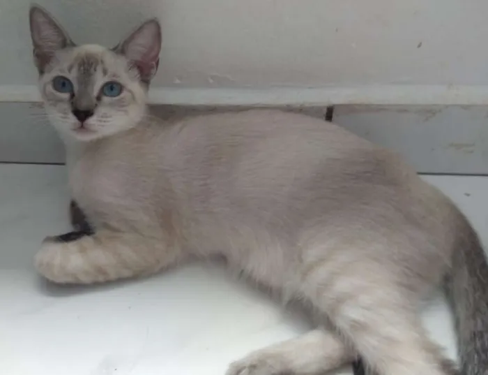 Gato ra a SRD idade 2 a 6 meses nome Maraísa