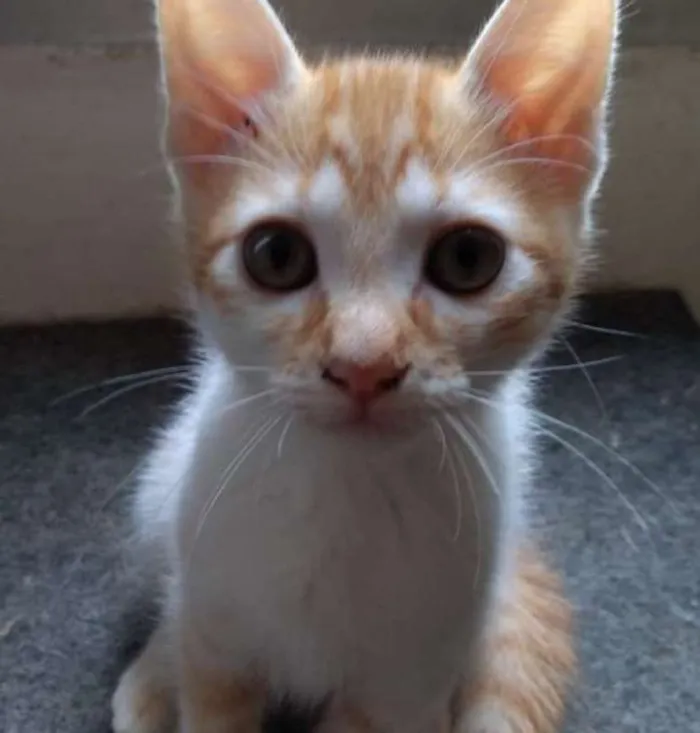 Gato ra a SRD idade 2 a 6 meses nome Ben