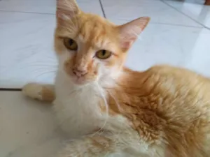 Gato raça SRD idade 1 ano nome Manu
