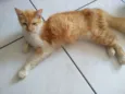 Manu