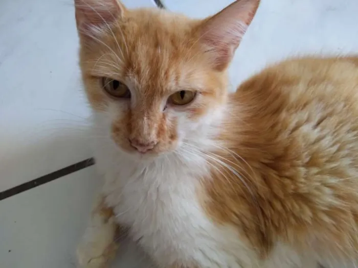 Gato ra a SRD idade 1 ano nome Manu