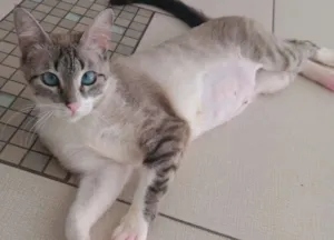 Gato raça SRD idade 1 ano nome Samantha