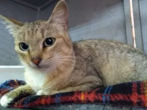 Gato raça SRD idade 1 ano nome Sabrina