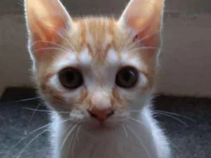 Gato raça SRD idade 2 a 6 meses nome Ben