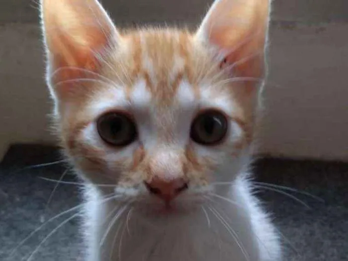 Gato ra a SRD idade 2 a 6 meses nome Ben