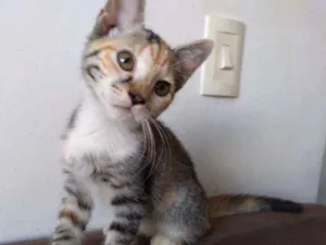 Gato raça SRD idade 2 a 6 meses nome Ramona