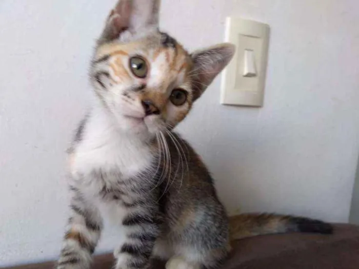 Gato ra a SRD idade 2 a 6 meses nome Ramona