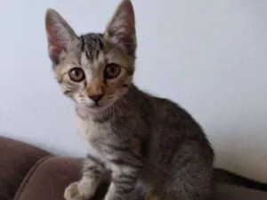 Gato raça SRD idade Abaixo de 2 meses nome Nikita