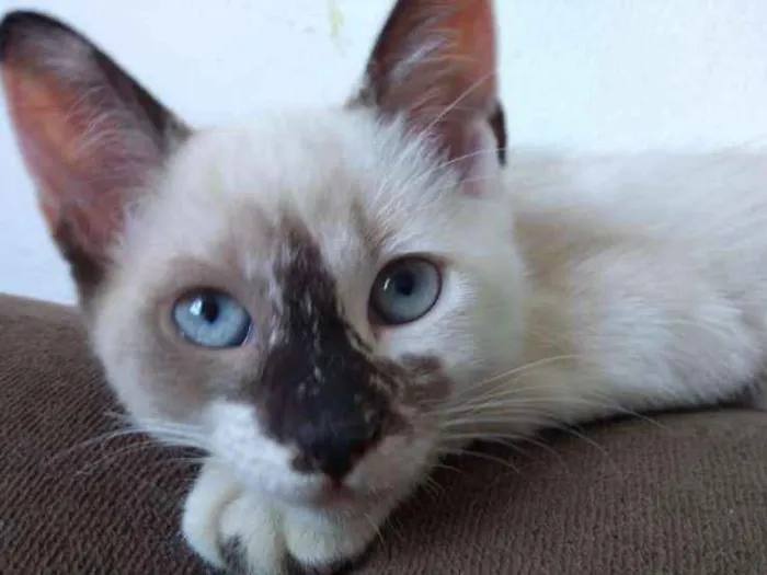 Gato ra a SRD idade 2 a 6 meses nome Afrodite