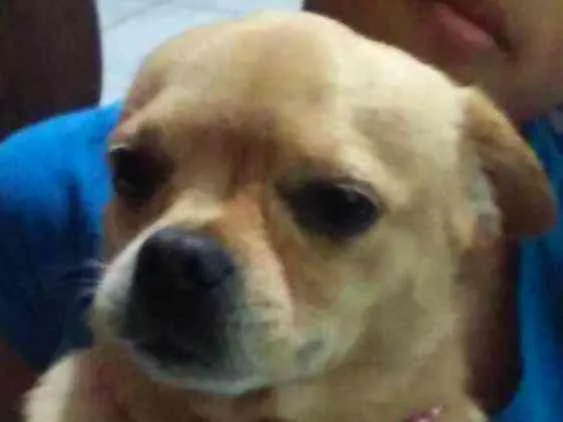 Cachorro raça Mestiça com pug idade 5 anos nome Milly