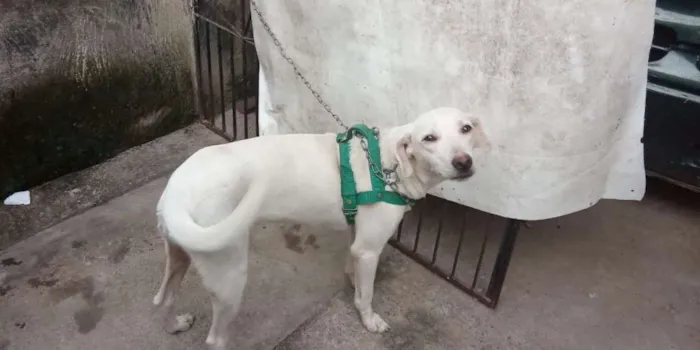 Cachorro raça SRD idade 1 ano nome Fiona (FIFI)