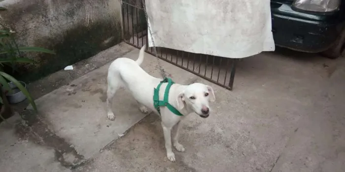 Cachorro raça SRD idade 1 ano nome Fiona (FIFI)