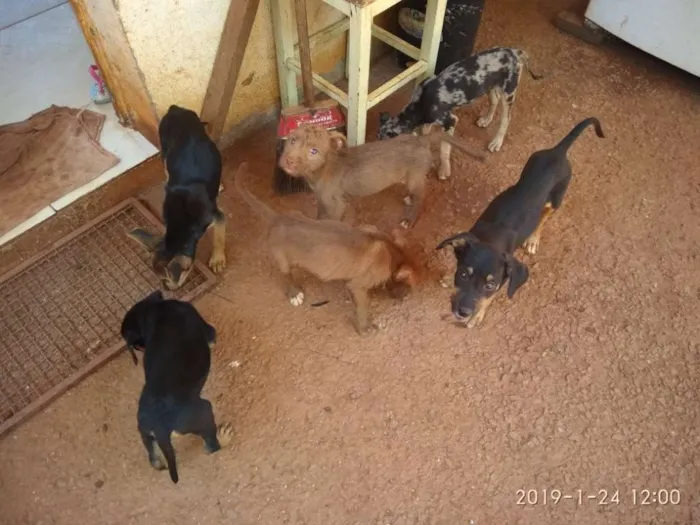 Cachorro raça Srd idade 2 a 6 meses nome Sem nome