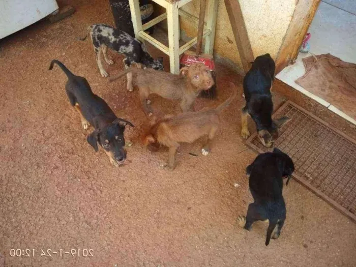 Cachorro raça Srd idade 2 a 6 meses nome Sem nome