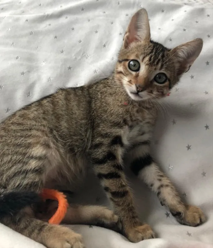 Gato ra a SRD idade 2 a 6 meses nome DAMASCO