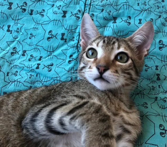 Gato ra a SRD idade 2 a 6 meses nome DAMASCO