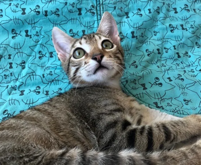 Gato ra a SRD idade 2 a 6 meses nome DAMASCO