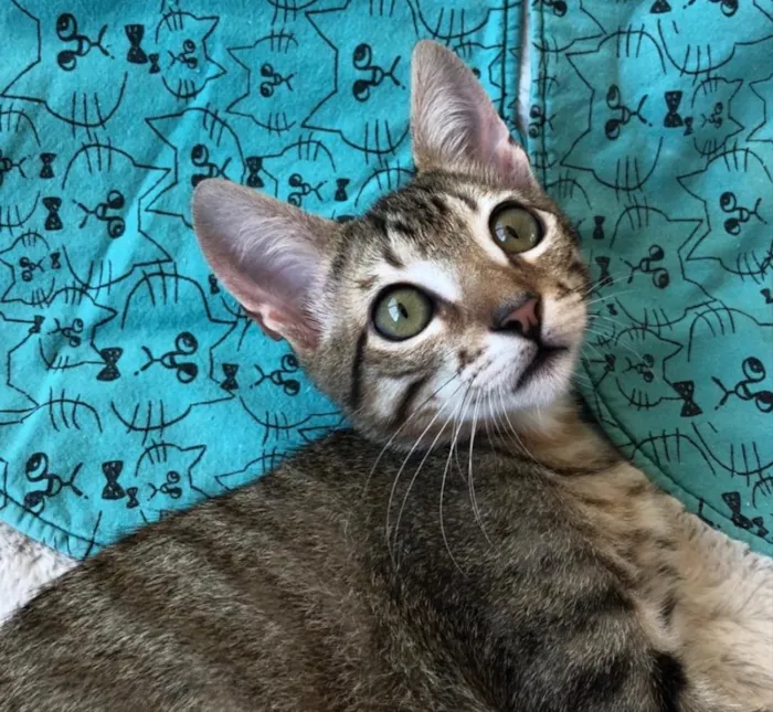 Gato ra a SRD idade 2 a 6 meses nome DAMASCO