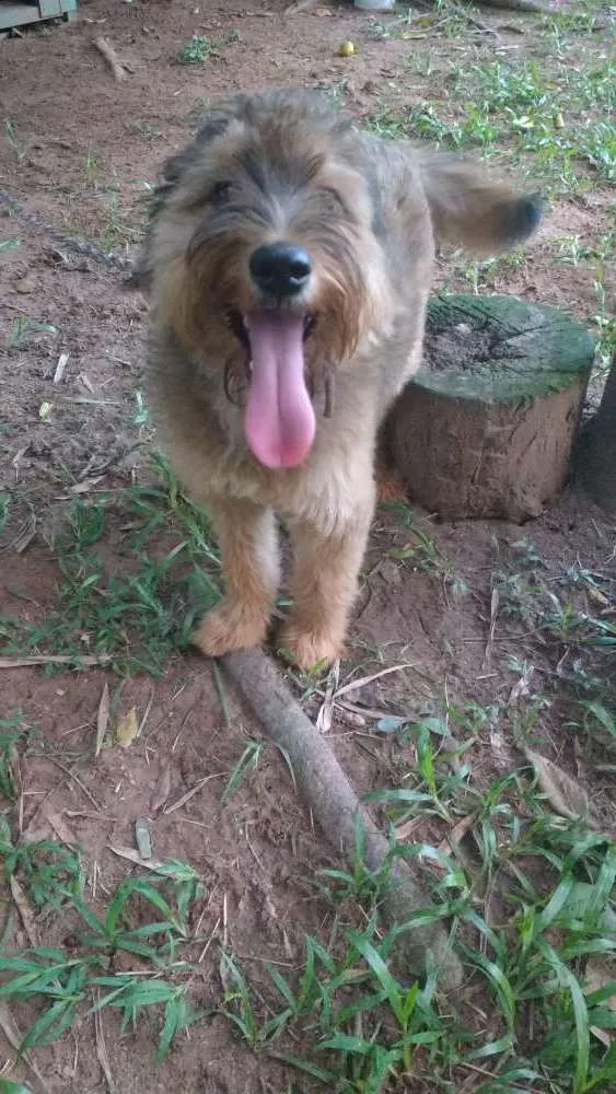 Cachorro raça Srd idade 1 ano nome Susy