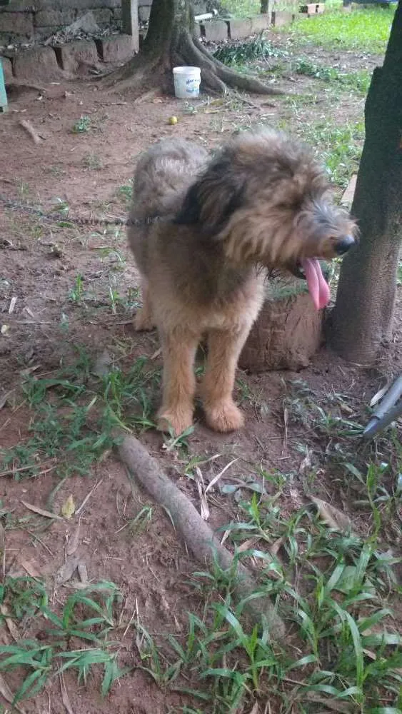 Cachorro raça Srd idade 1 ano nome Susy