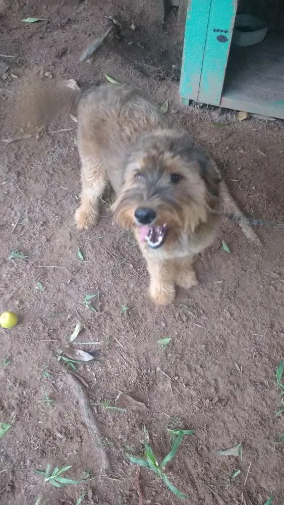 Cachorro raça Srd idade 1 ano nome Susy