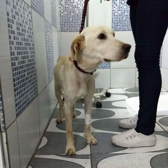 Cachorro ra a Labrador (misto) idade 1 ano nome Regis 