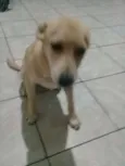 Rafael
